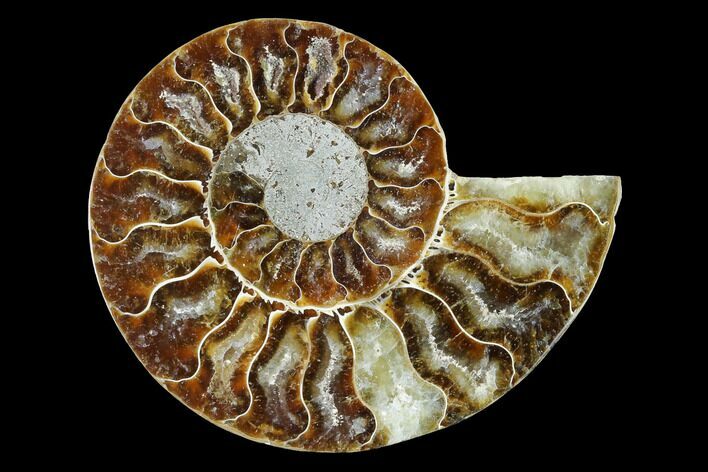 Cut & Polished Ammonite Fossil (Half) - Agate Replaced #146133